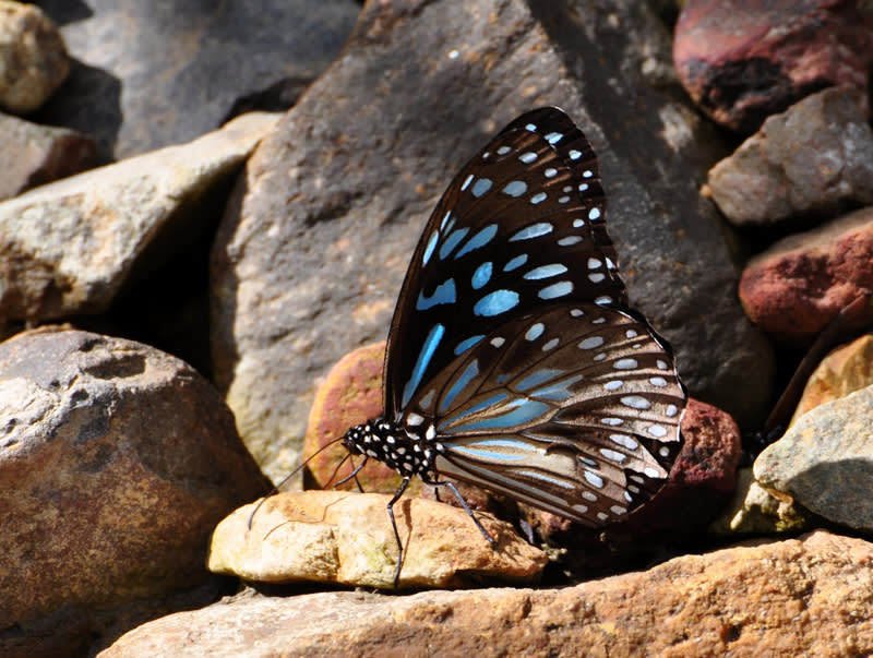 Butterfly Bay Whitsundays butterfly_bay_butterfly_sm