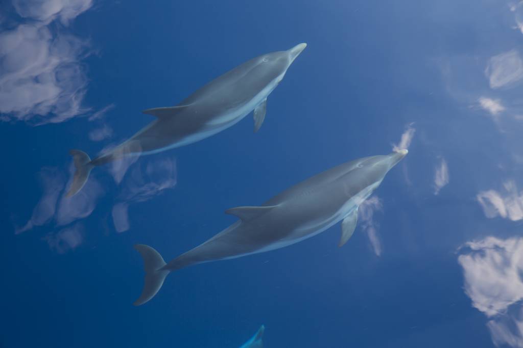 dolphins_greece_kastos_resized