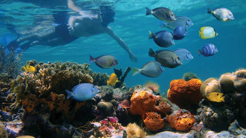 Great Barrier Reef Australia Great Barrier Reef Australia