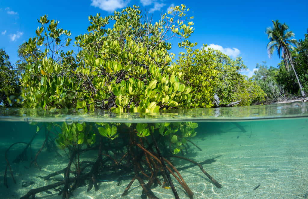Plants under water 