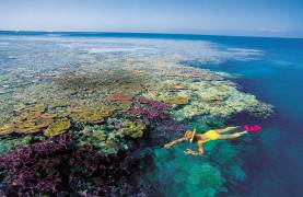 Snorkelling Whitsundays
