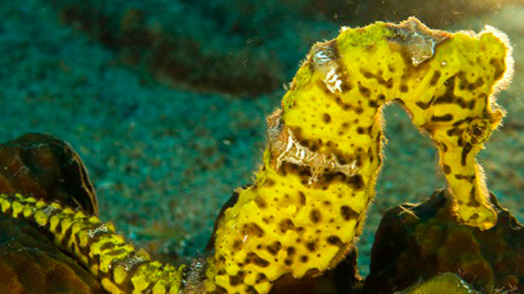 ss_us_1780_0418_blog-best-diving-in-the-caribbean_16x9_6_0