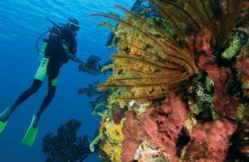 Diving in St Lucia