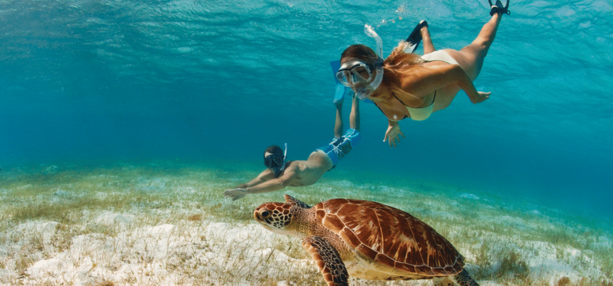 Turtle diving